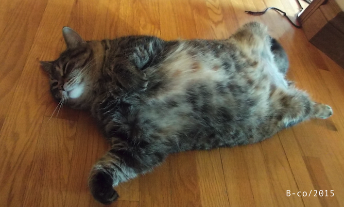 f:id:KijiB-co:20170114081800p:plain