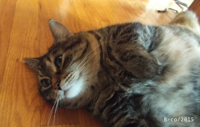 f:id:KijiB-co:20170114081813p:plain