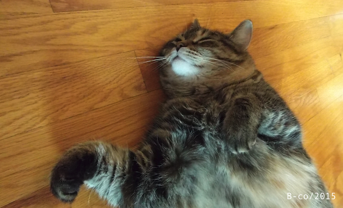 f:id:KijiB-co:20170114081844p:plain