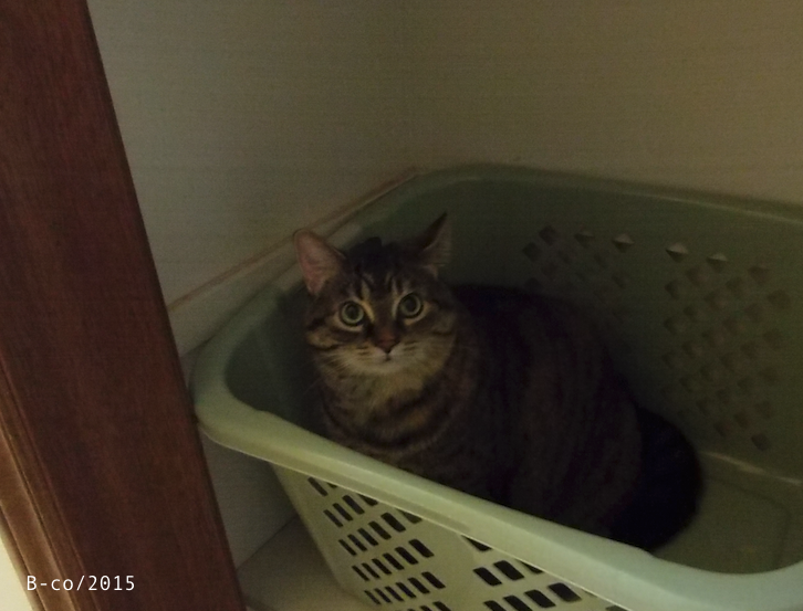 f:id:KijiB-co:20170114083049p:plain