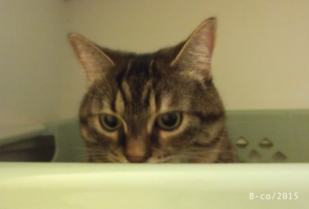 f:id:KijiB-co:20170114083104p:plain