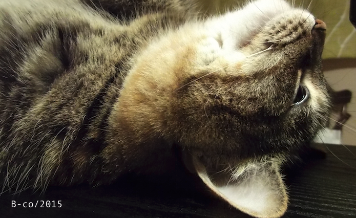 f:id:KijiB-co:20170126092109p:plain