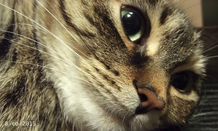 f:id:KijiB-co:20170126092125p:plain