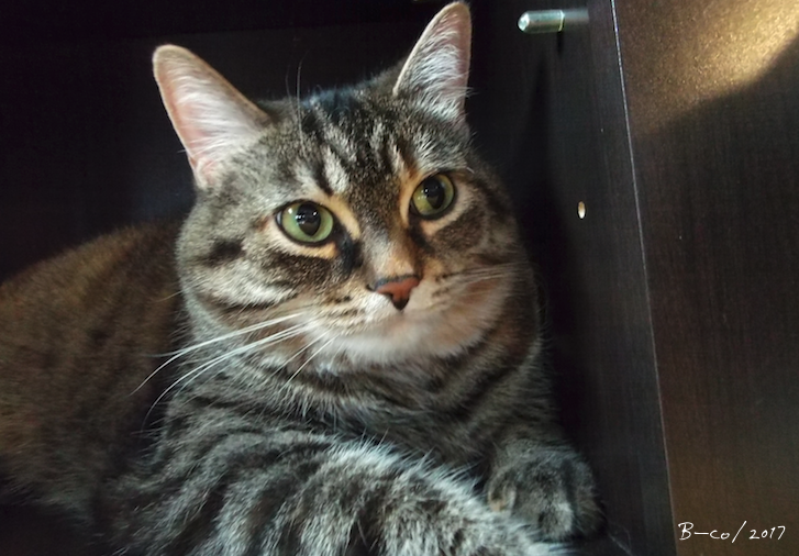 f:id:KijiB-co:20170419014710p:plain