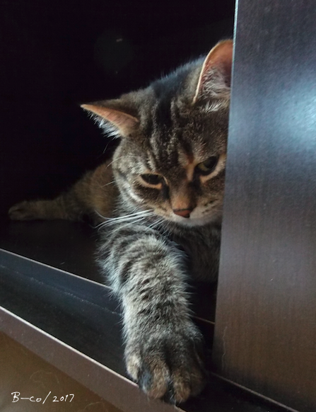 f:id:KijiB-co:20170419014723p:plain