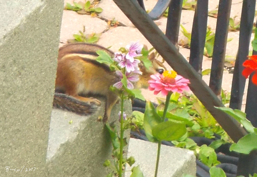 f:id:KijiB-co:20170808084248p:plain f:id:KijiB-co:20170808084248p:plain