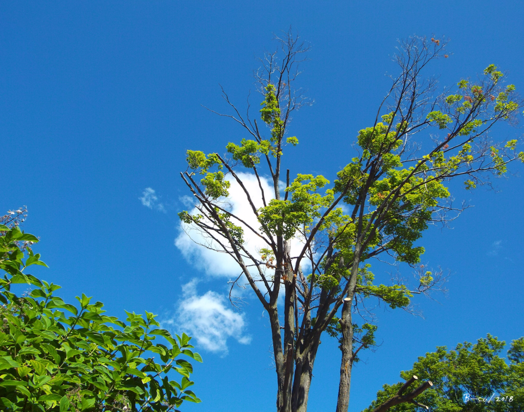 f:id:KijiB-co:20180724114636p:plain f:id:KijiB-co:20180724114636p:plain