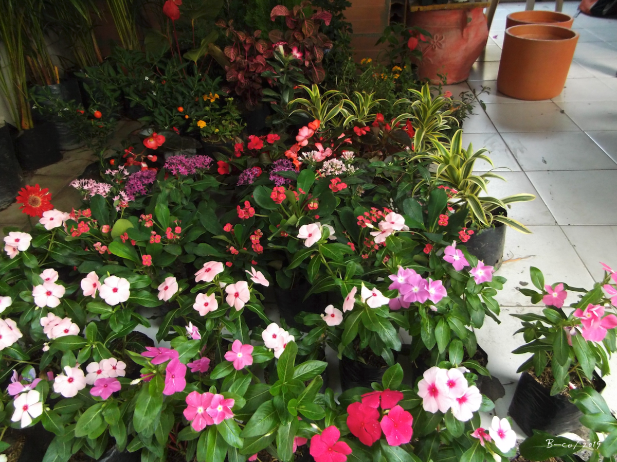 f:id:KijiB-co:20190629085907p:plain f:id:KijiB-co:20190629085907p:plain