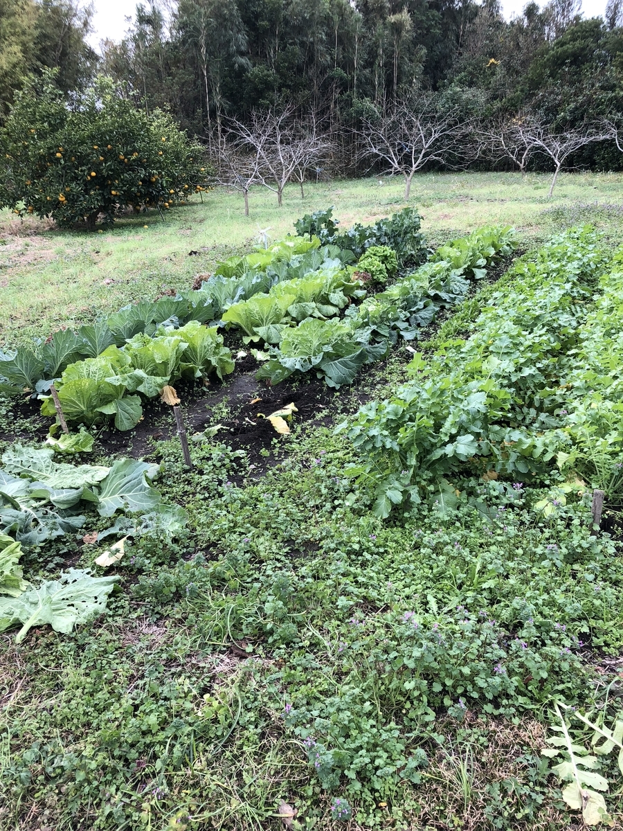 f:id:Kikouson:20191229113127j:plain f:id:Kikouson:20191229113127j:plain