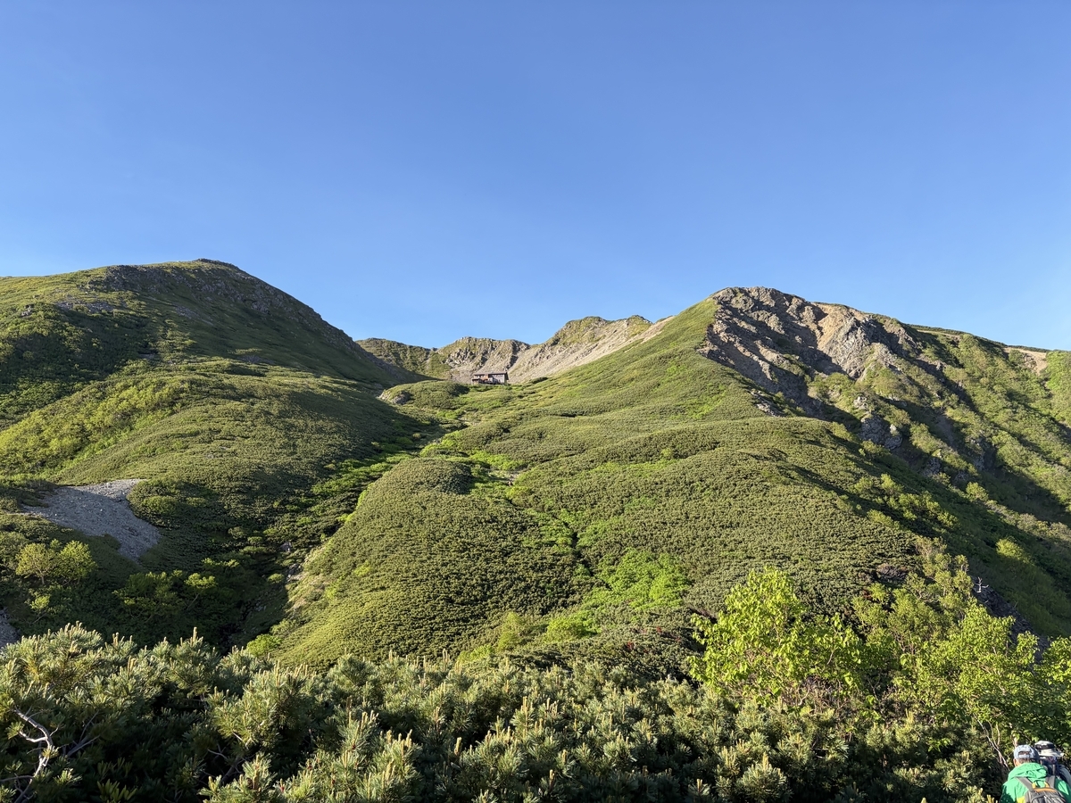 仙丈ヶ岳（7月）｜北沢峠ピストン：意外と急登。雷鳥親子と高山植物