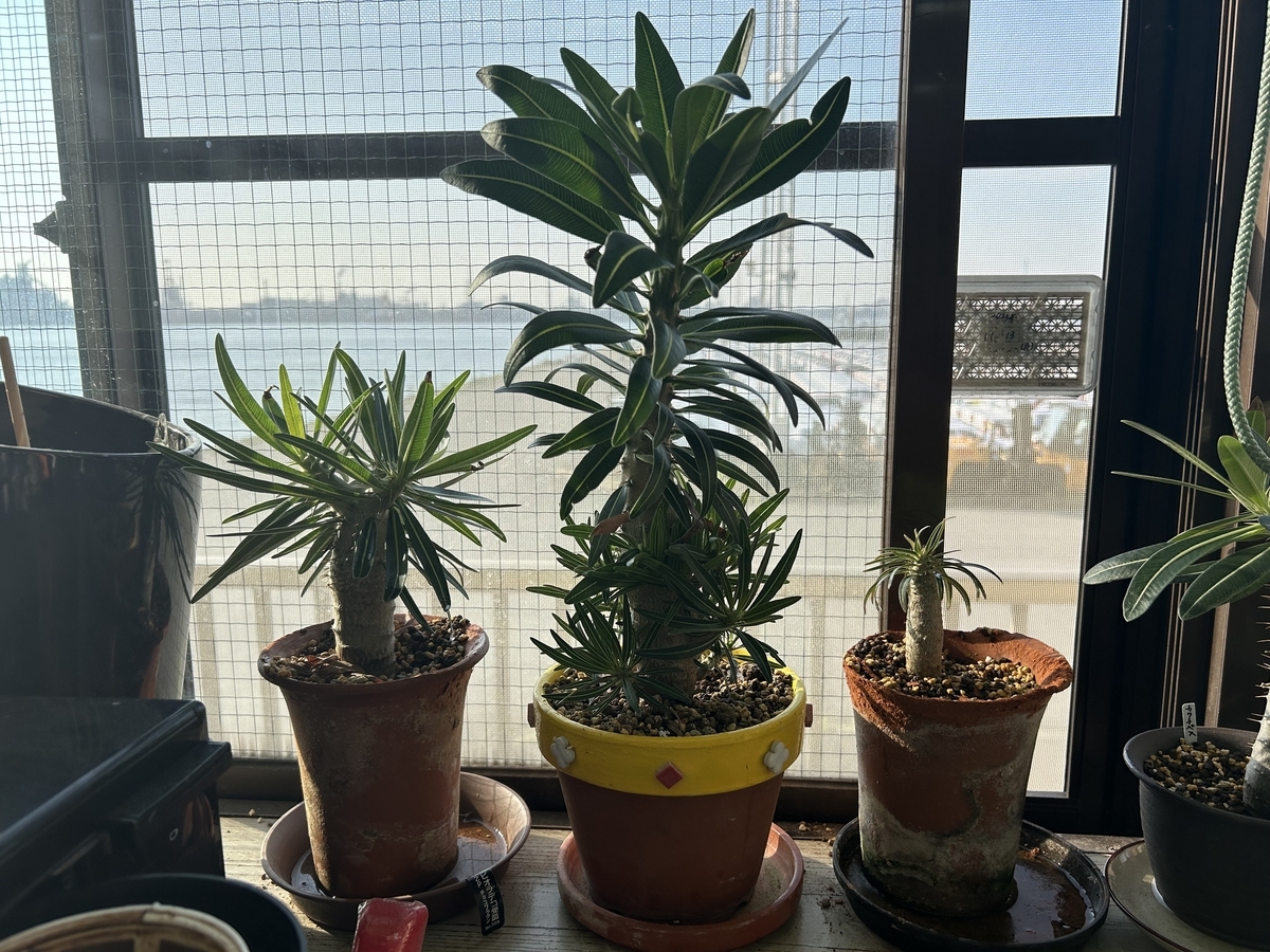 中型 塊根植物 生育中 人気上昇中の塊根植物とは？その魅力と