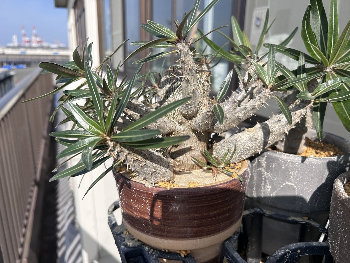 6191 「塊根植物」パキポディウム グラキリスM 抜き苗【畑地植え株・発