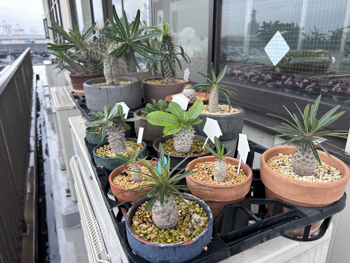 塊根植物（パキポティウム） 実生株① 2023年 - Kinjyo-Futoのブログ