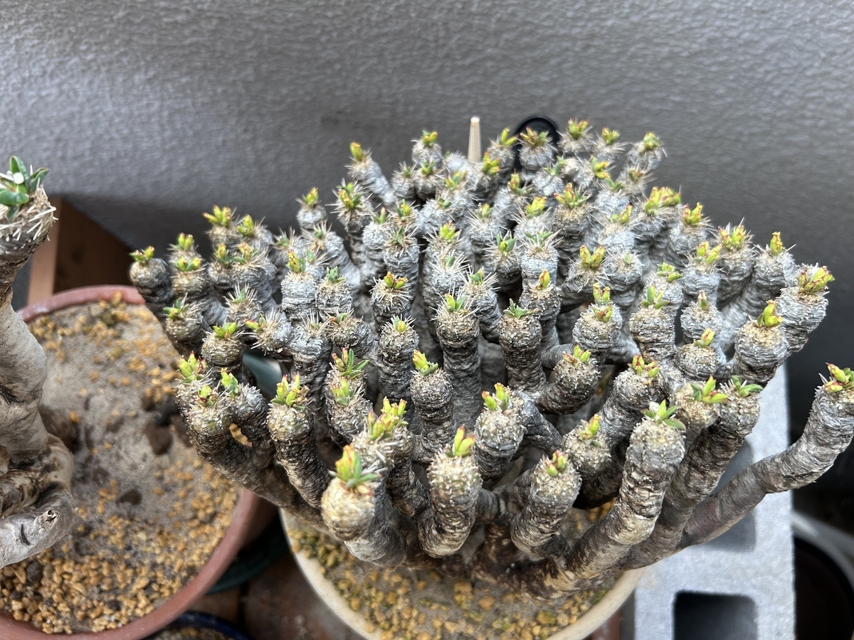 ユーフォルビア・ギラウミニアナ 現地球育ててみる⑤ 2025年（春