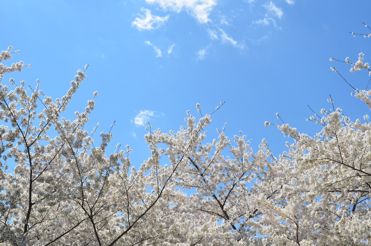 f:id:KinnikuMegane:20190426032336j:plain f:id:KinnikuMegane:20190426032336j:plain