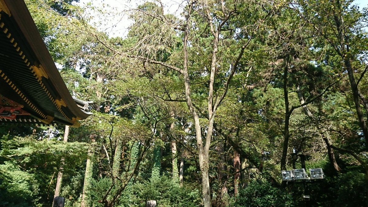 f:id:Kinokawaryokusan:20191005185231j:plain