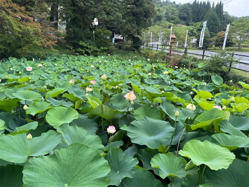 f:id:Kinshachi:20260712062221j:image f:id:Kinshachi:20260712062221j:image