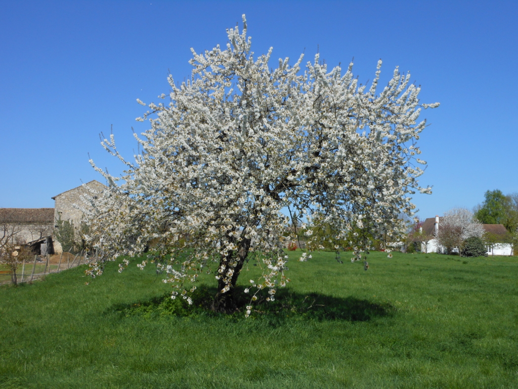 f:id:Kinuko:20170430033658j:plain