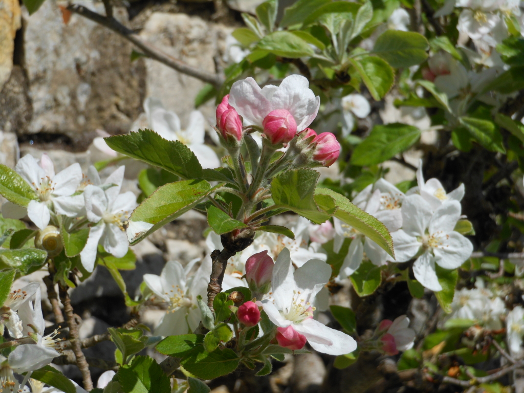 f:id:Kinuko:20170430034115j:plain