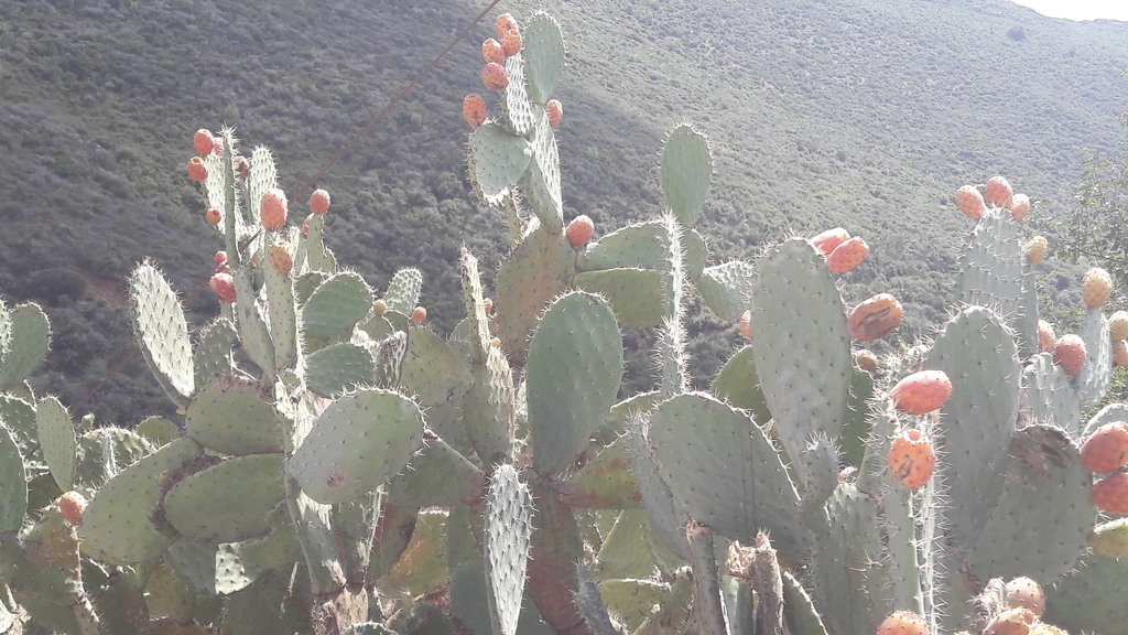 f:id:Kinuko:20180913054103j:plain