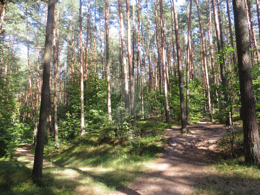 f:id:Kinuko:20210205194056j:plain