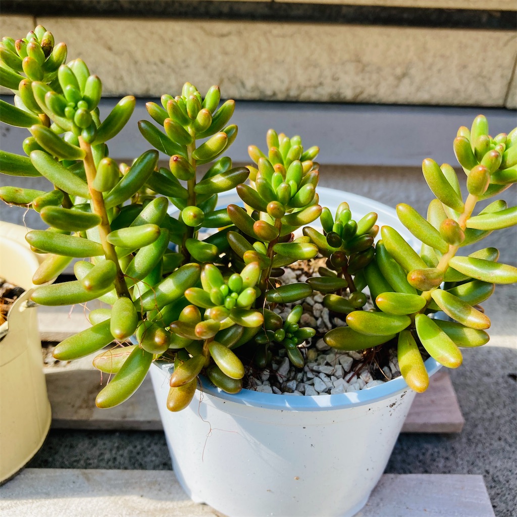 多肉植物「虹の玉」はブドウみたいで可愛く、増やしやすい - 気楽に