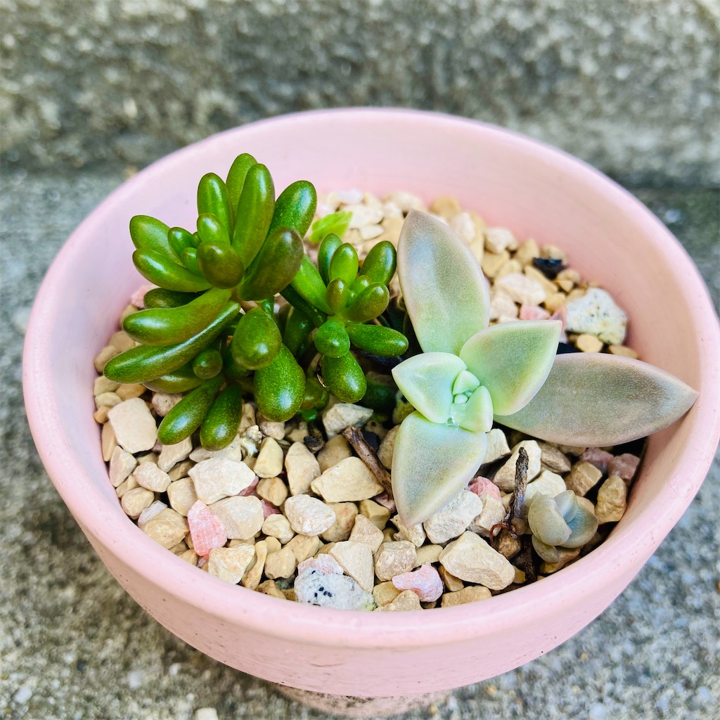 多肉植物「虹の玉」はブドウみたいで可愛く、増やしやすい - 気楽に
