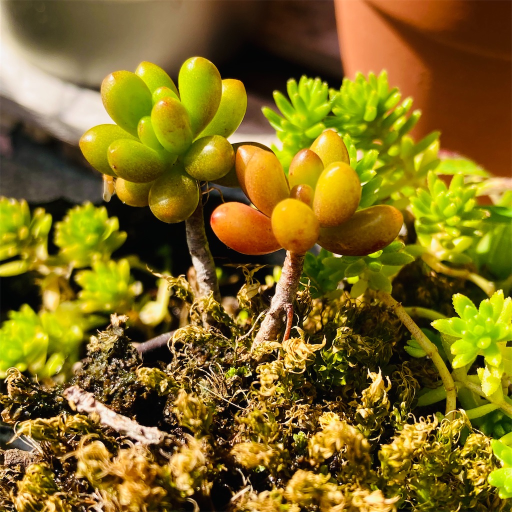 多肉植物「虹の玉」はブドウみたいで可愛く、増やしやすい - 気楽に
