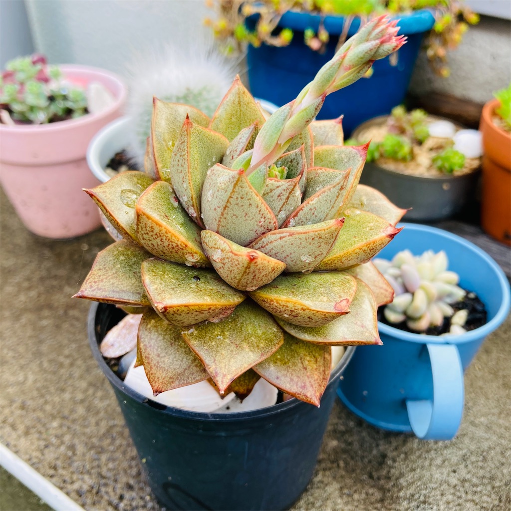 オレンジと黄色の元気カラー！多肉植物「大和錦」の鮮やかな花 - 気楽