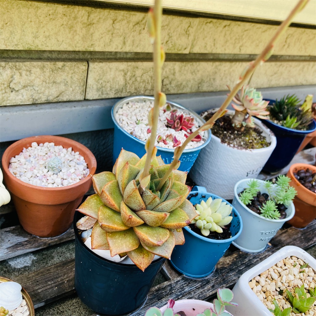 オレンジと黄色の元気カラー！多肉植物「大和錦」の鮮やかな花 - 気楽
