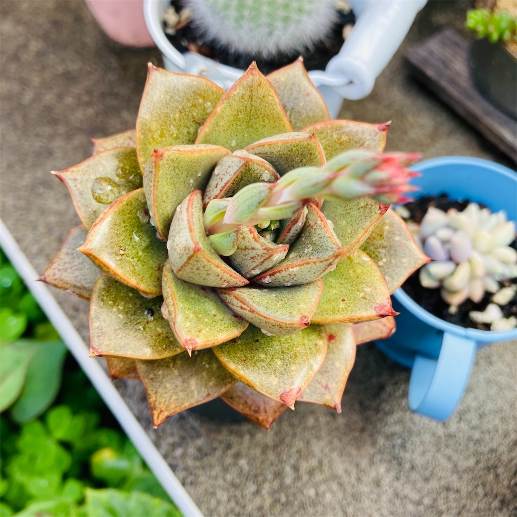 オレンジと黄色の元気カラー！多肉植物「大和錦」の鮮やかな花 - 気楽