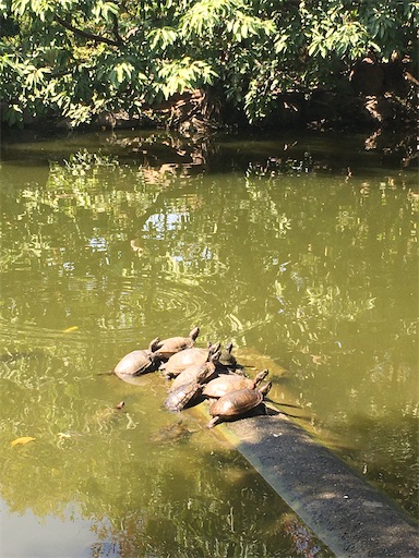 f:id:KirigirisuMax:20200219190130j:image