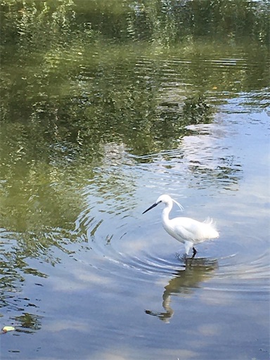 f:id:KirigirisuMax:20200219190134j:image