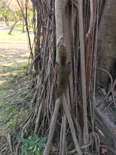 f:id:KirigirisuMax:20200219190218j:image