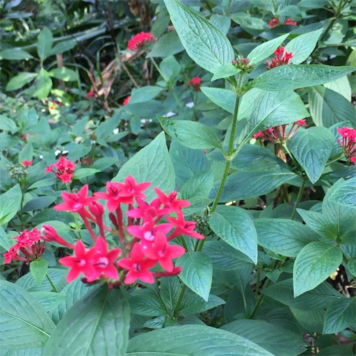 f:id:KirigirisuMax:20200220222518j:image