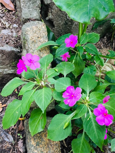 f:id:KirigirisuMax:20200220222529j:image