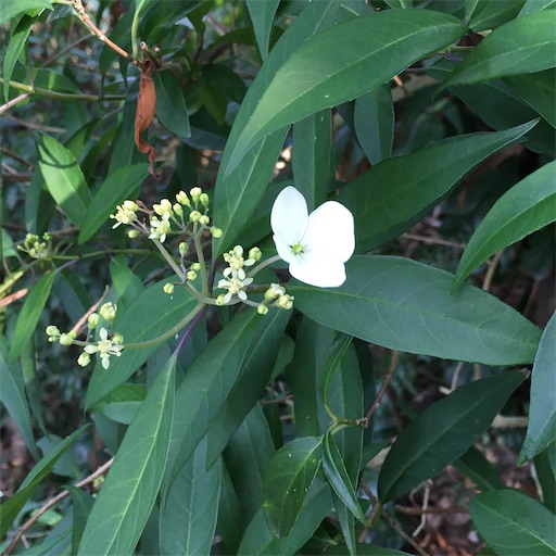 f:id:KirigirisuMax:20200220222533j:image