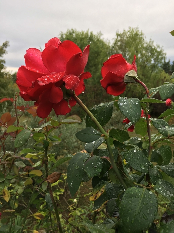 f:id:KirigirisuMax:20200815225529j:plain