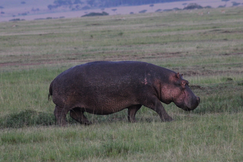 f:id:KirigirisuMax:20210523120808j:plain