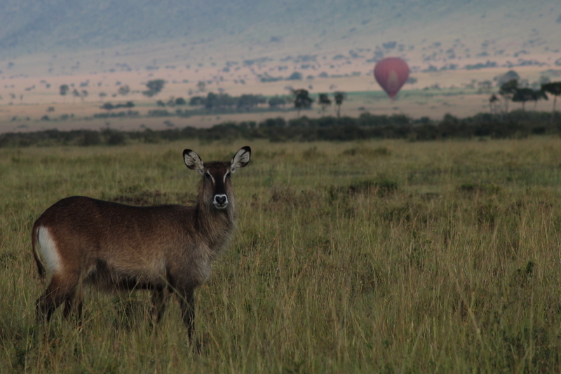 f:id:KirigirisuMax:20210523120949j:plain