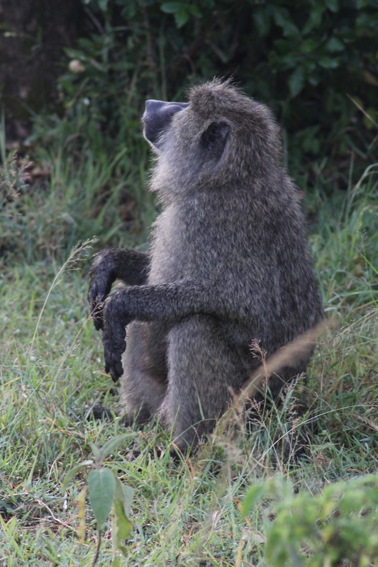 f:id:KirigirisuMax:20210523121114j:plain