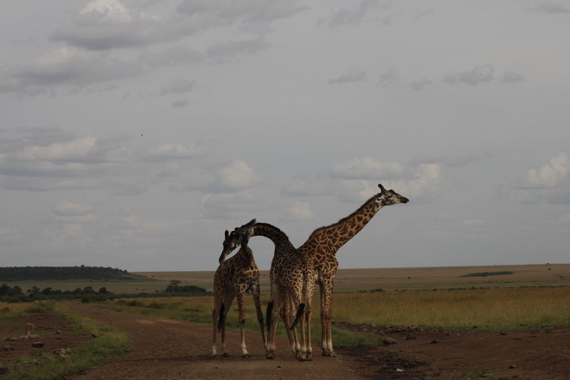 f:id:KirigirisuMax:20210523121847j:plain