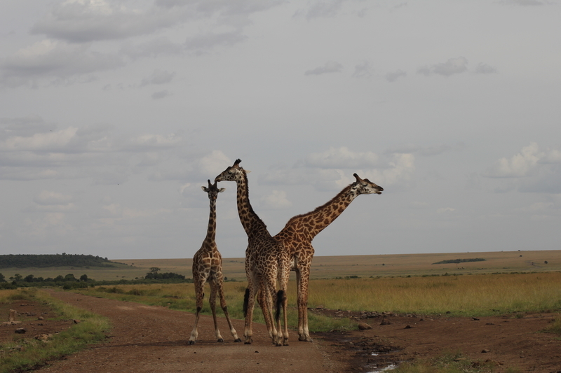 f:id:KirigirisuMax:20210523121902j:plain