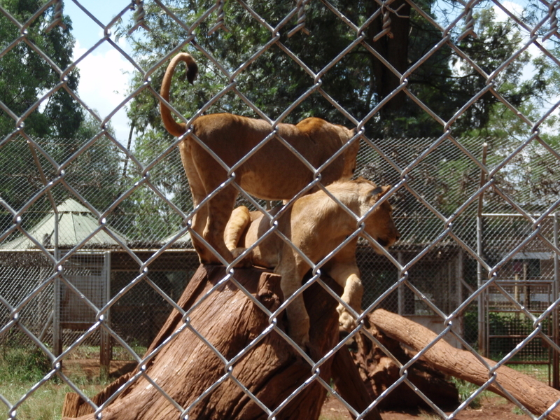 f:id:KirigirisuMax:20210606124030j:plain