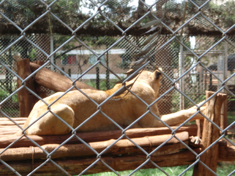 f:id:KirigirisuMax:20210606124041j:plain