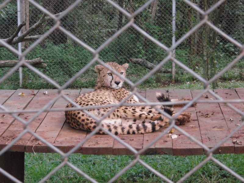 f:id:KirigirisuMax:20210606124050j:plain