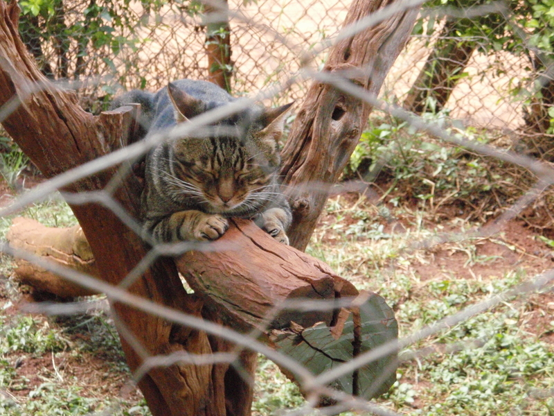 f:id:KirigirisuMax:20210606124059j:plain