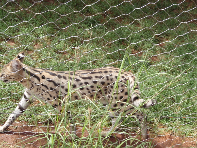 f:id:KirigirisuMax:20210606124108j:plain