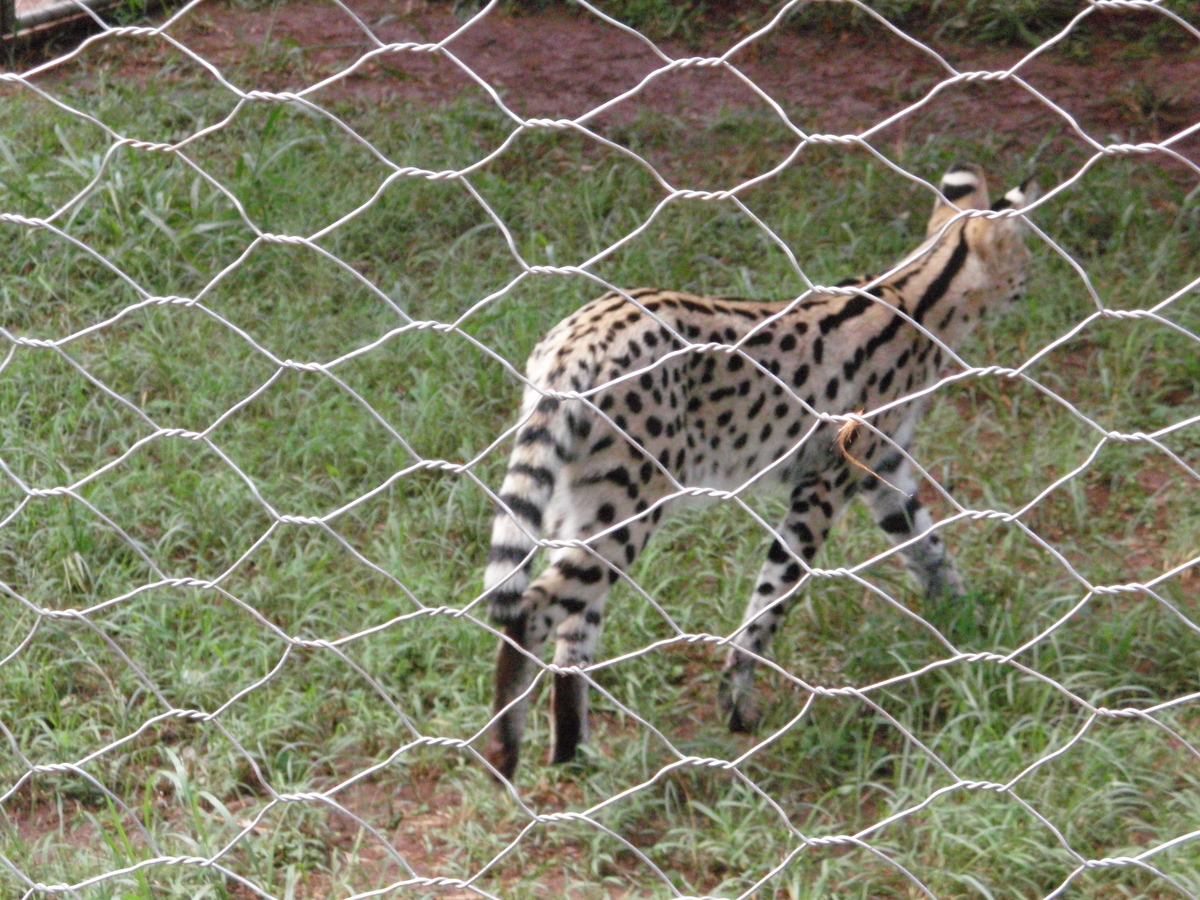 f:id:KirigirisuMax:20210606161455j:plain