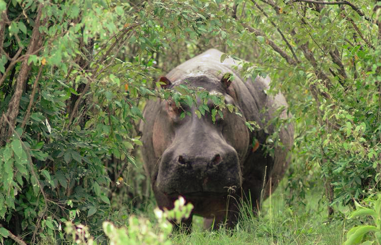 f:id:KirigirisuMax:20210606165451p:plain